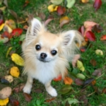 Ekollonförgiftning hos hund – orsak och symtom